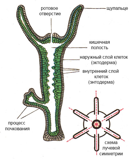 Kraken 13 at сайт