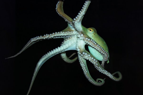 Кракен даркнет kraken link24 info